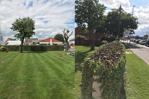 Trimming a beech hedge