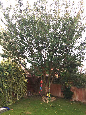 Pruning a cherry tree