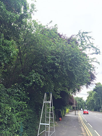 Emergency tree removal