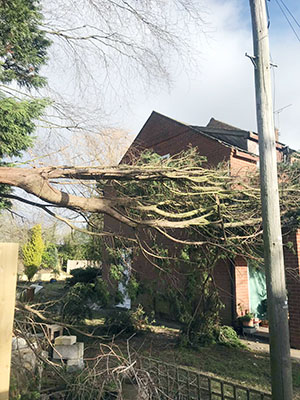 Fallen Leylandii