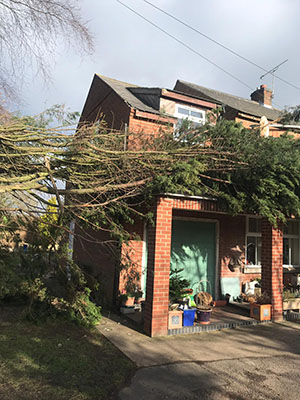 Fallen Leylandii