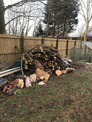 Fallen Leylandii