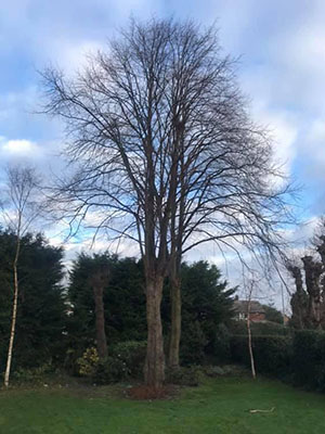 Pollarding lime trees