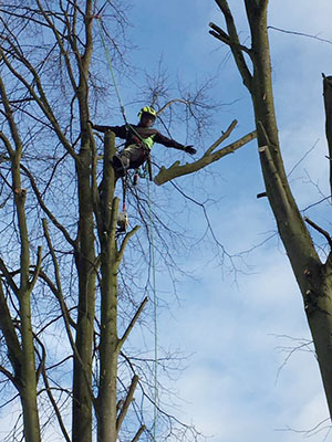 Pollarding lime trees