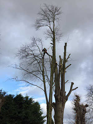 Pollarding lime trees