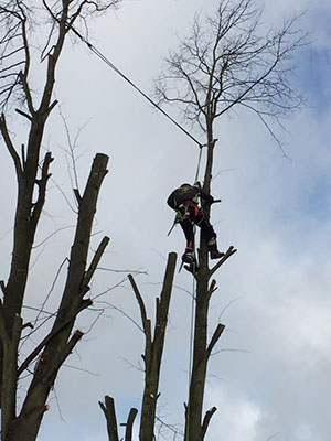 Pollarding lime trees