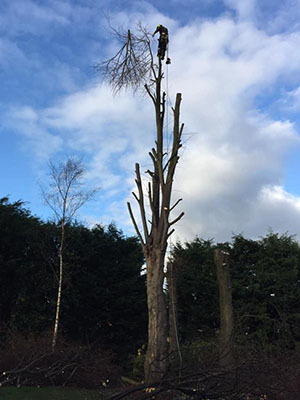 Pollarding lime trees