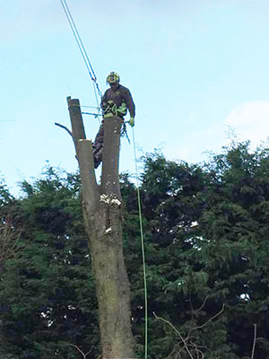 Pollarding lime trees