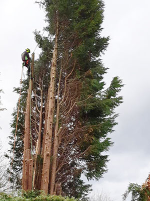 Tree pruning