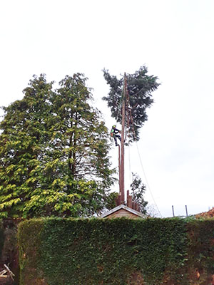 Tree pruning