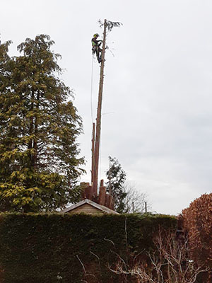 Tree pruning