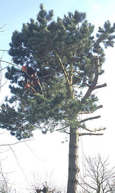 Tree surgery on Pines