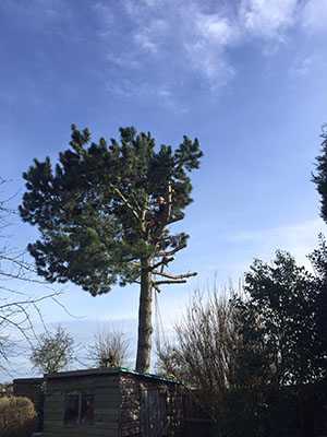 Tree surgery for pine trees