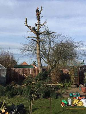 Tree surgeon