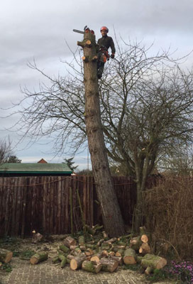 Tree surgery in Nottingham