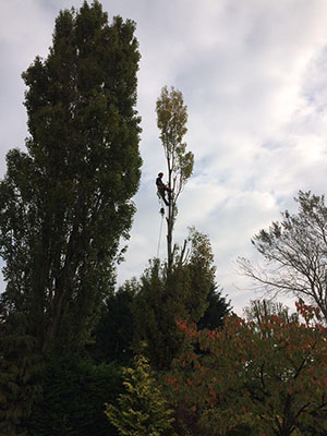 Crowning a poplar tree