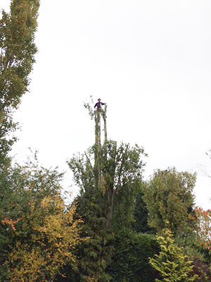 Poplar trees