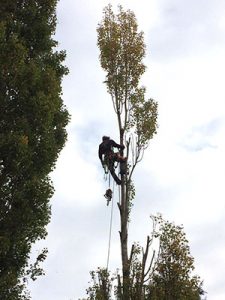 Pruning a poplar