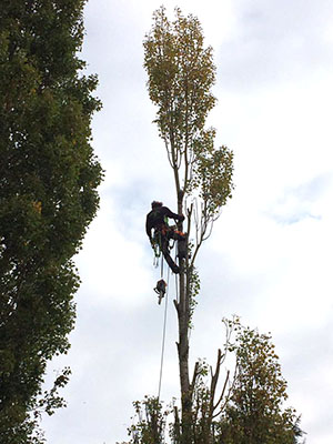 Pruning a poplar