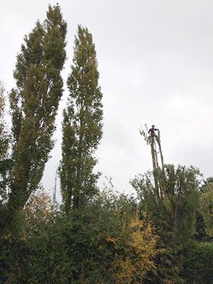 Poplars being crowned