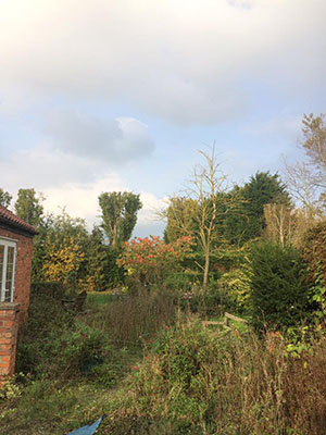 Poplars pruned