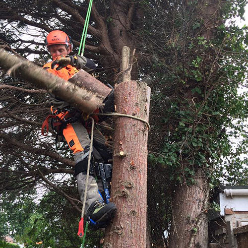 Cutting tree trunk
