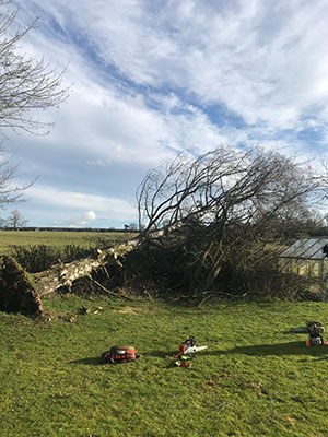 Silver Birch down