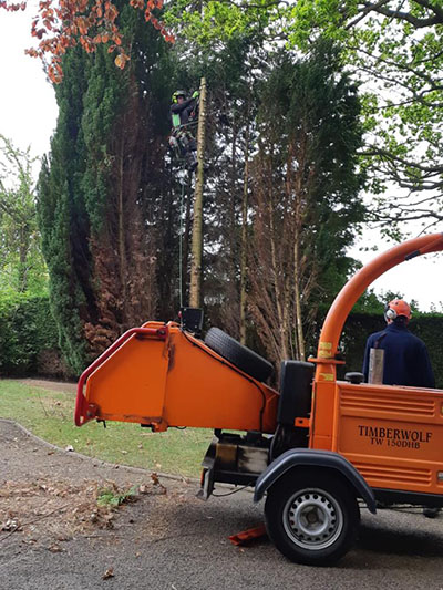 The site before stump grinding