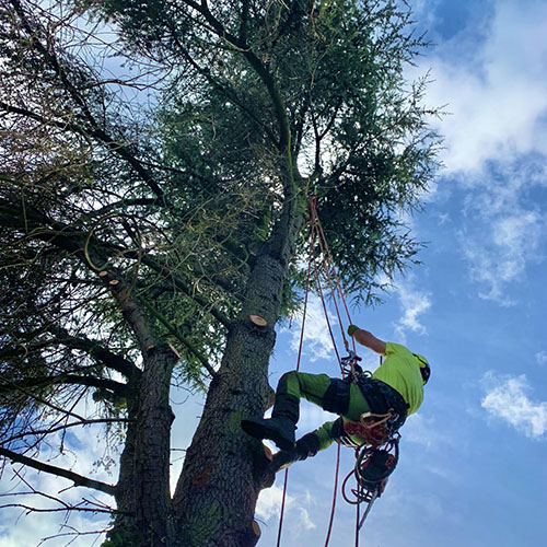 Tree surgery