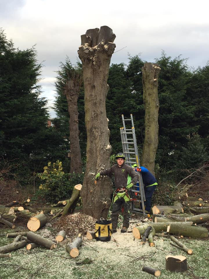 Tree felling