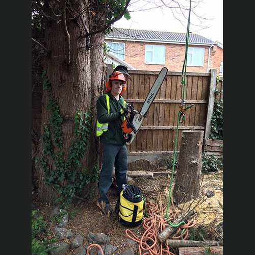 Tree chainsaw