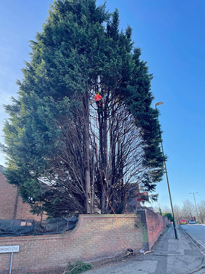 Tree surgery