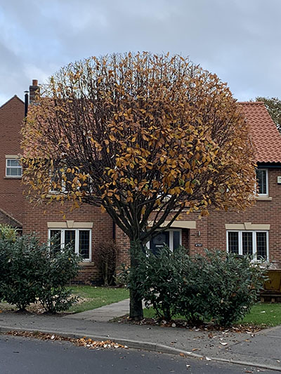 Tree surgery