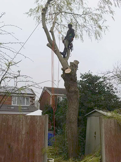 Tree surgery