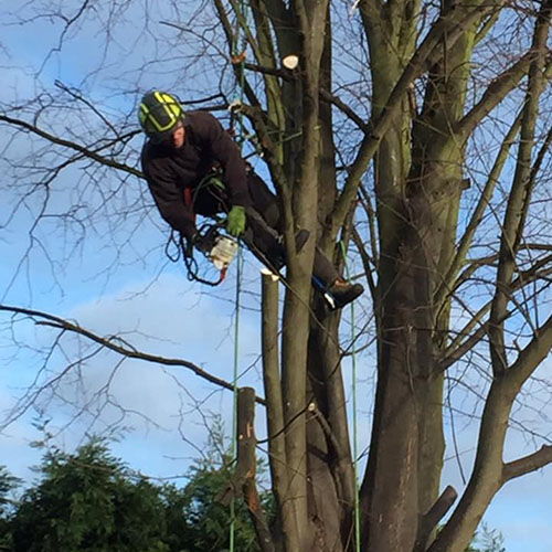 Trees pruned