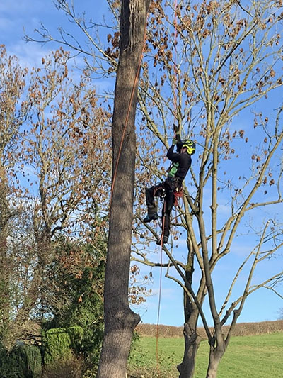 Tree surgeon