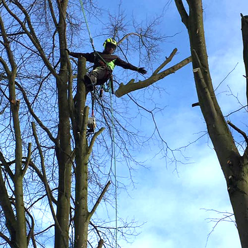 Tree felling