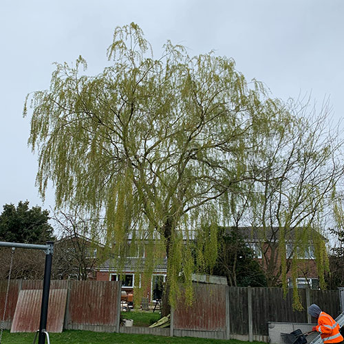 Tree surgeon