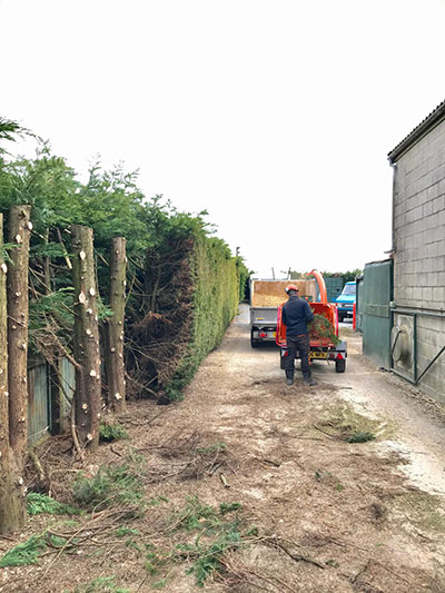 Tree surgery